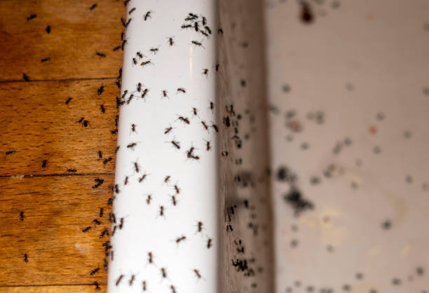 Best Spider Control Near Me  in Carroll, IA