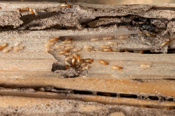 Best Cockroach Control Services  in Carroll, IA